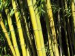 green bamboo closeup