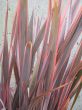 pink long leaves