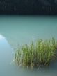 reeds in a green lake