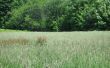 green field