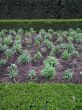 green garden