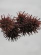 exotic fruit