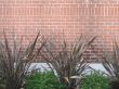 plants against a wall