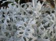 soft gray plant closeup