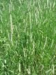 grass closeup