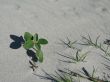 plant growing in the sand