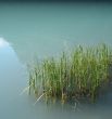 reeds in a green lake