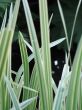 green grass closeup