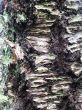 moss on a tree