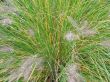 feathery plant closeup