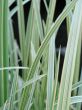 green grass closeup