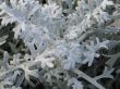soft gray plant closeup