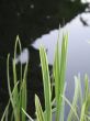 green grass closeup