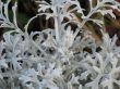 soft gray plant closeup