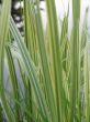 green grass closeup