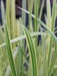 grass closeup