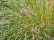 feathery plant closeup