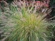 feathery plant