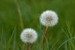 Dandelions