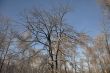 Bare tree on winter background and blue sky.