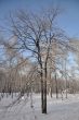 Bare tree on winter background and blue sky.