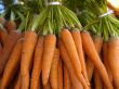 bunch of carrots