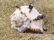 snail shell