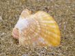common scallop