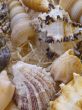 Snail shells