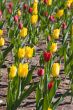 Yellow and red tulips