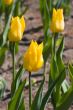 Yellow tulips