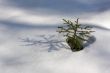 Growing fir-tree