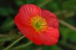 Poppy Flower in Pink