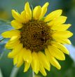 Honeybee on Yellow Sunflower in Bloom