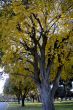 Yellow Leaves during Fall Season