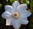 White Clematis Flower