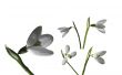 Snow drop 1