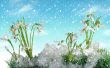 Snow drops