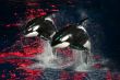 Killer Whales