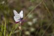 Butterfly on the pink flower