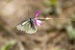 Butterfly on the pink flower