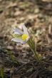 Butterfly on the pasque flower