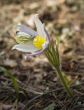 Butterfly on the pasque flower