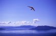 Hang glider Against Blue Skies