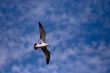 Gull flying in blue sky