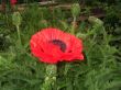 Red poppy