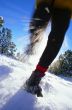 Running In the Snow