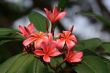 Frangipani (Plumeria)