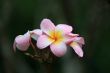 Frangipani (Plumeria)