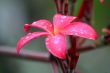 Frangipani (Plumeria)